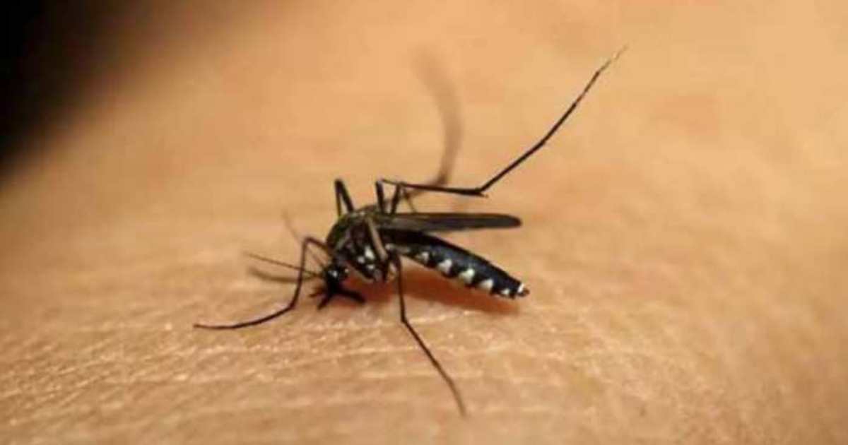 Madhya Pradesh: Number of dengue patients increasing rapidly in Bhopal